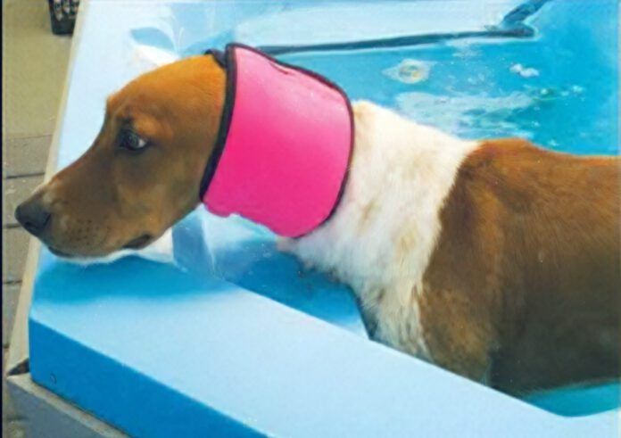 Dog_SwimSnood There are no dog ear plugs, but dog ear covers like swim snoods can keep water out of your dog's ears.