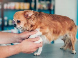 OTC pain medication for dogs can offer pain relief for dogs dealing with minor injuries like sprains.