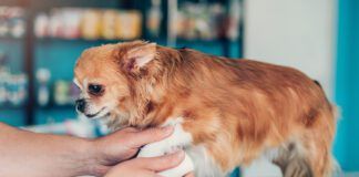 OTC pain medication for dogs can offer pain relief for dogs dealing with minor injuries like sprains.