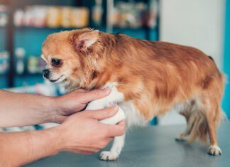 OTC Pain Meds for Dogs OTC pain medication for dogs can offer pain relief for dogs dealing with minor injuries like sprains.