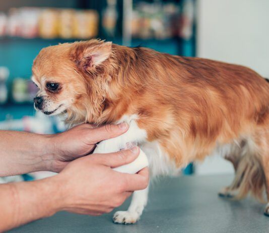 OTC pain medication for dogs can offer pain relief for dogs dealing with minor injuries like sprains.