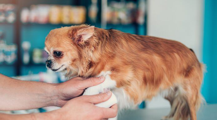 OTC pain medication for dogs can offer pain relief for dogs dealing with minor injuries like sprains.