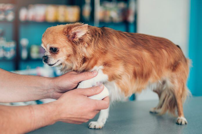 OTC pain medication for dogs can offer pain relief for dogs dealing with minor injuries like sprains.