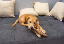 Why Your Dog Chews You cant stop a dog from chewing on problem items by providing them with a safe and satisfying alternative.