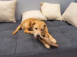 You cant stop a dog from chewing on problem items by providing them with a safe and satisfying alternative.