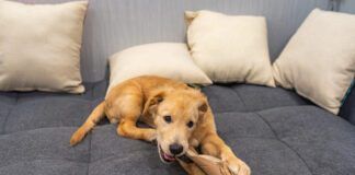 You cant stop a dog from chewing on problem items by providing them with a safe and satisfying alternative.