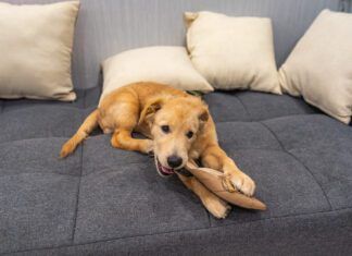 You cant stop a dog from chewing on problem items by providing them with a safe and satisfying alternative.