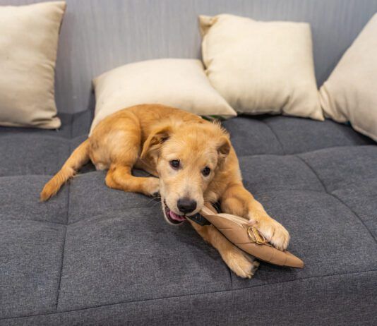 You cant stop a dog from chewing on problem items by providing them with a safe and satisfying alternative.