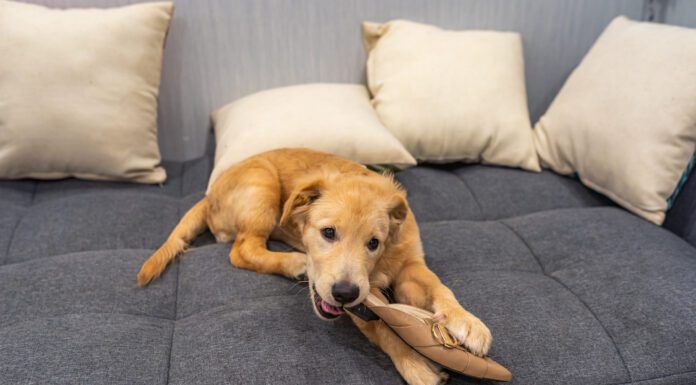 Why Your Dog Chews You cant stop a dog from chewing on problem items by providing them with a safe and satisfying alternative.