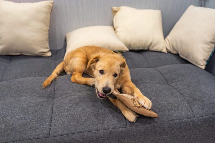 Playful golden retriever puppy biting a shoe at living room You cant stop a dog from chewing on problem items by providing them with a safe and satisfying alternative.
