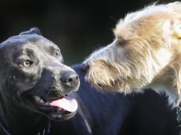 Dog Coat Types Explained: How To Recognize, Groom, and Support Your Dog’s Unique Coat Dog coat types vary widely, and their needs can also vary widely.