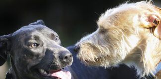 Dog coat types vary widely, and their needs can also vary widely.