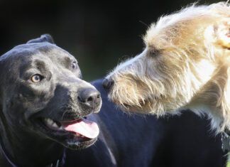 Dog Coat Types Explained: How To Recognize, Groom, and Support Your Dog’s Unique Coat Dog coat types vary widely, and their needs can also vary widely.