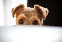 Why Does My Dog Follow Me Everywhere, Even to the Bathroom? Your dog may follow you around everywhere due to boredom, a lack of stimulation, or anxiety.