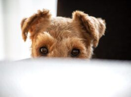 Your dog may follow you around everywhere due to boredom, a lack of stimulation, or anxiety.