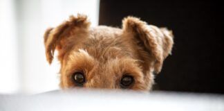 Your dog may follow you around everywhere due to boredom, a lack of stimulation, or anxiety.