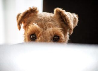 Your dog may follow you around everywhere due to boredom, a lack of stimulation, or anxiety.