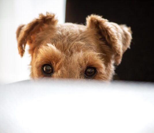 Why Does My Dog Follow Me Everywhere, Even to the Bathroom? Your dog may follow you around everywhere due to boredom, a lack of stimulation, or anxiety.