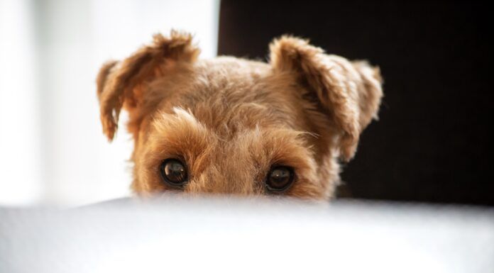 Why Does My Dog Follow Me Everywhere, Even to the Bathroom? Your dog may follow you around everywhere due to boredom, a lack of stimulation, or anxiety.