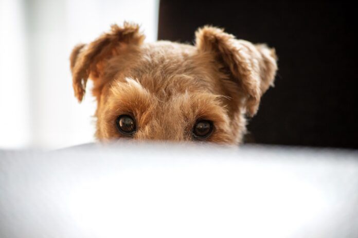 Close-up of dog peeking over table Your dog may follow you around everywhere due to boredom, a lack of stimulation, or anxiety.