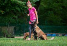 What You Need to Know: Intermediate Dog Training Intermediate dog training involves introducing distractions and complications into previous training.