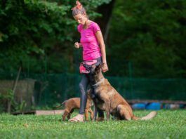 What You Need to Know: Intermediate Dog Training Intermediate dog training involves introducing distractions and complications into previous training.