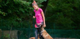 Intermediate dog training involves introducing distractions and complications into previous training.