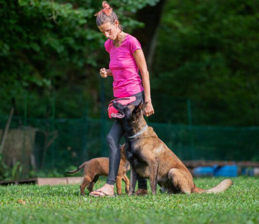 Intermediate dog training involves introducing distractions and complications into previous training.