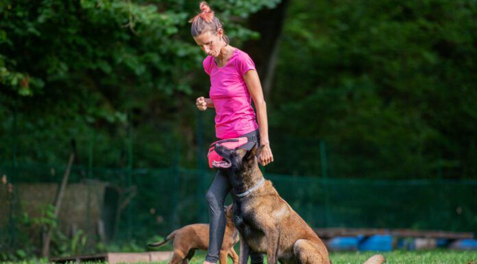 Intermediate dog training involves introducing distractions and complications into previous training.