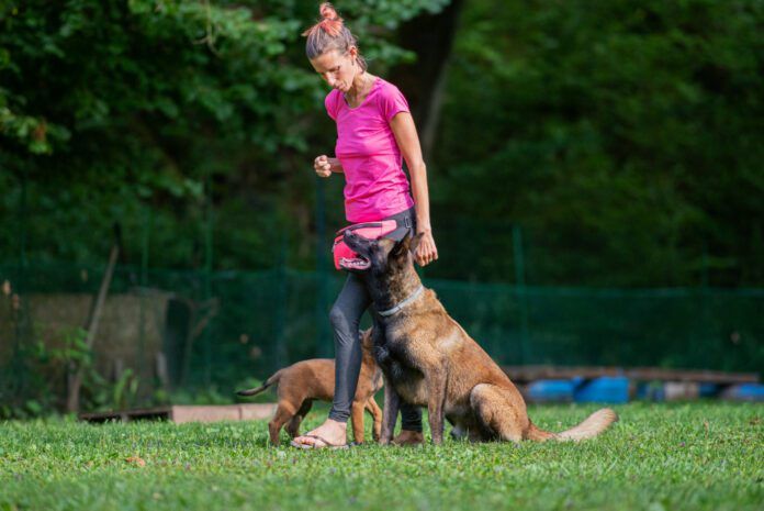 Intermediate dog training involves introducing distractions and complications into previous training.