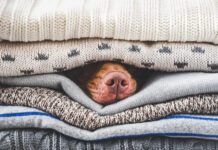 A heated dog bed can help with perpetually cold dogs.