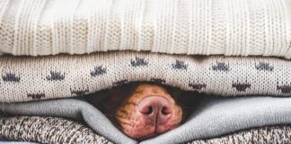 A heated dog bed can help with perpetually cold dogs.