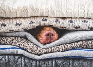A heated dog bed can help with perpetually cold dogs.