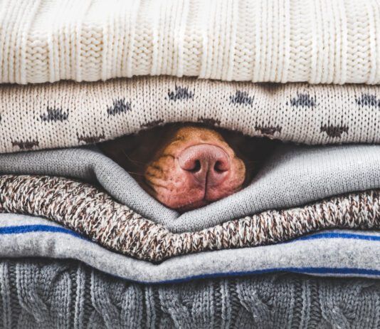 A heated dog bed can help with perpetually cold dogs.