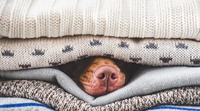 A heated dog bed can help with perpetually cold dogs.