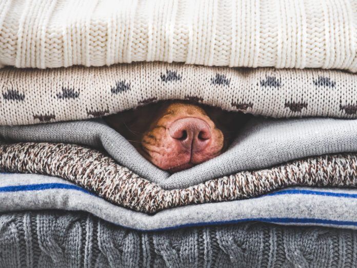 A heated dog bed can help with perpetually cold dogs.