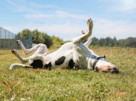 OTC Allergy Meds for Dogs Otc allergy meds for dogs can help dogs with sudden unexpected allergy attacks.