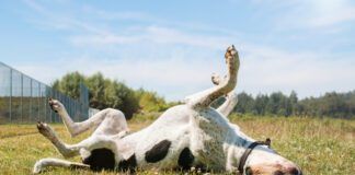 Otc allergy meds for dogs can help dogs with sudden unexpected allergy attacks.