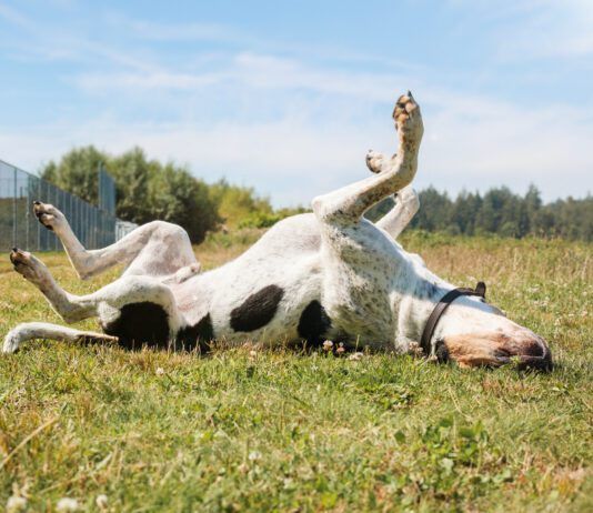 OTC Allergy Meds for Dogs Otc allergy meds for dogs can help dogs with sudden unexpected allergy attacks.