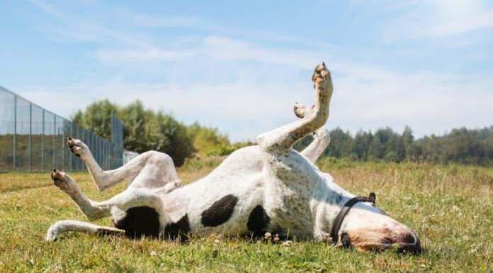 OTC Allergy Meds for Dogs Otc allergy meds for dogs can help dogs with sudden unexpected allergy attacks.