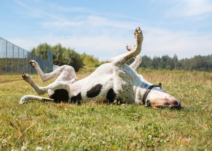 Happy dog rolling in grass with enjoying the sunny day. Otc allergy meds for dogs can help dogs with sudden unexpected allergy attacks.