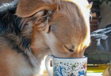Dog's should not have coffee. Too much caffeine can be deadly for a canine.