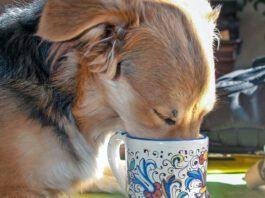 My Dog Drank Coffee! Now What? Dog's should not have coffee. Too much caffeine can be deadly for a canine.