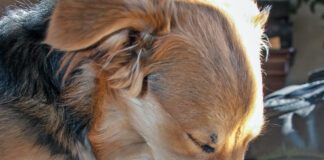 Dog's should not have coffee. Too much caffeine can be deadly for a canine.