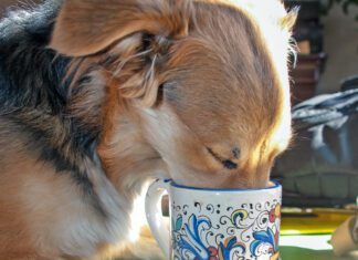 My Dog Drank Coffee! Now What? Dog's should not have coffee. Too much caffeine can be deadly for a canine.
