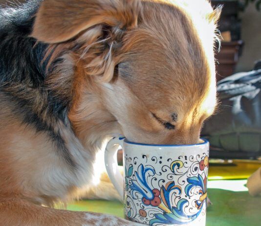 My Dog Drank Coffee! Now What? Dog's should not have coffee. Too much caffeine can be deadly for a canine.