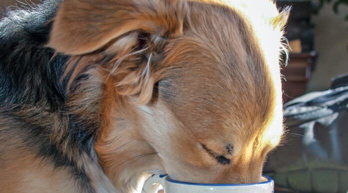 My Dog Drank Coffee! Now What? Dog's should not have coffee. Too much caffeine can be deadly for a canine.