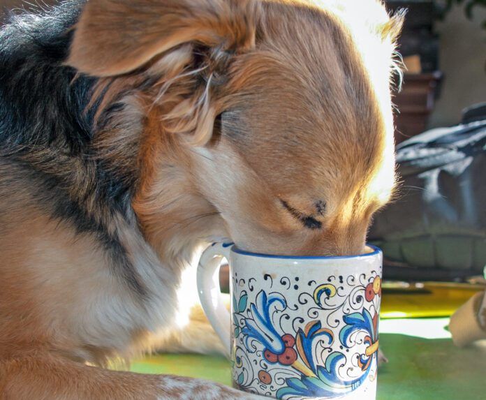 Dog's should not have coffee. Too much caffeine can be deadly for a canine.