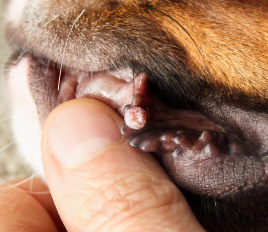 Dog Wart Removal Explained: Causes, Risk Factors, and Methods Dog wart removal can be accomplished through a variety of home and veterinary procedures.