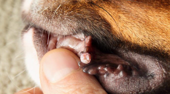 Dog Wart Removal Explained: Causes, Risk Factors, and Methods Dog wart removal can be accomplished through a variety of home and veterinary procedures.
